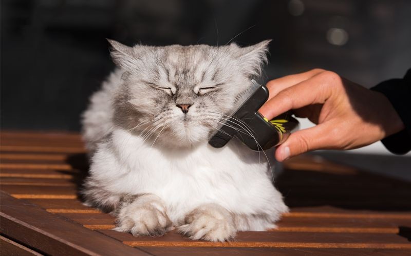 Como deixar seu pet mais confortável ao toque e ao cuidado: Um guia passo a passo